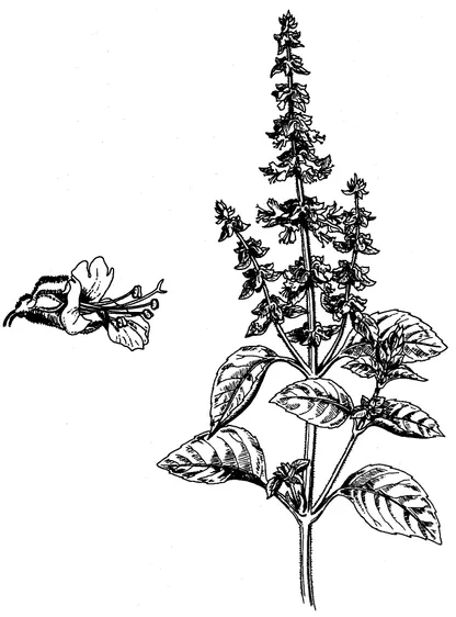 Basil (Ocimum basilicum), historical botanical illustration
