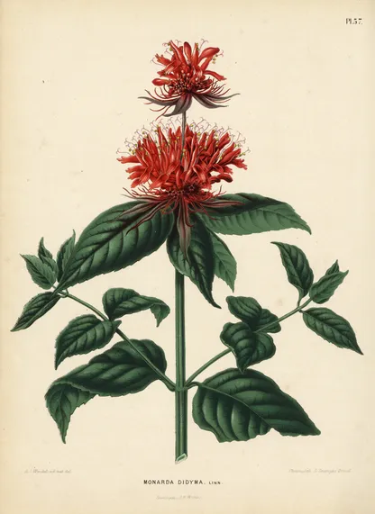 Bee Balm (Monarda didyma), historical botanical illustration