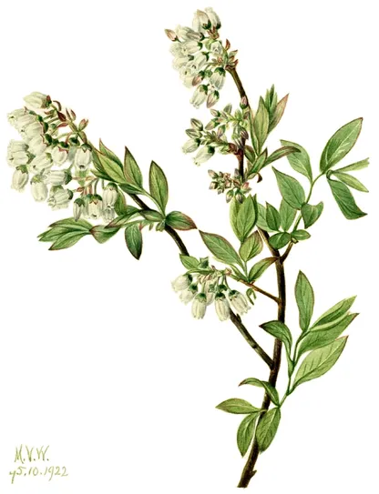 Blueberry (Vaccinium corymbosum), historical botanical illustration