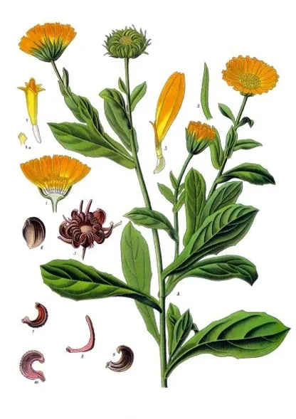 Calendula (Calendula officinalis), historical botanical illustration