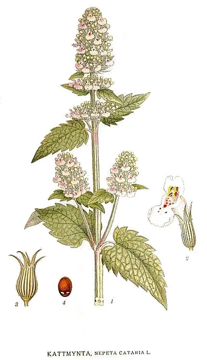 Catnip (Nepeta cataria), historical botanical illustration