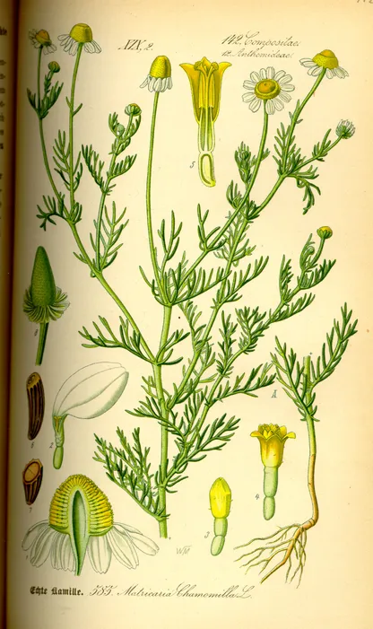 Chamomile (Matricaria chamomilla), historical botanical illustration