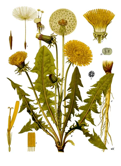 Dandelion (Taraxacum officinale), historical botanical illustration
