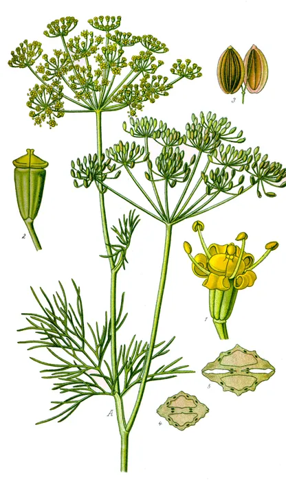 Dill (Anethum graveolens), historical botanical illustration