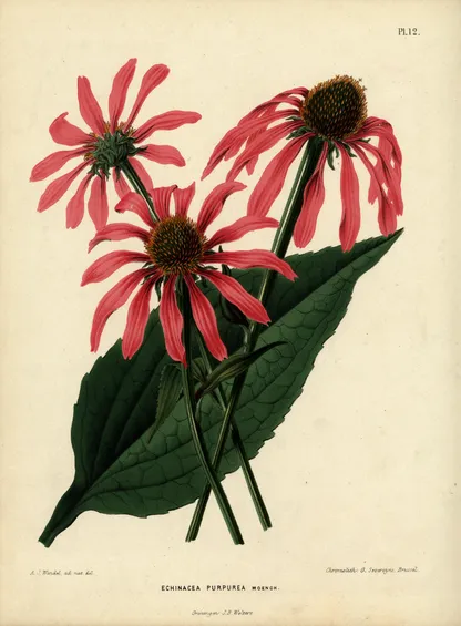 Echinacea (Echinacea purpurea), historical botanical illustration