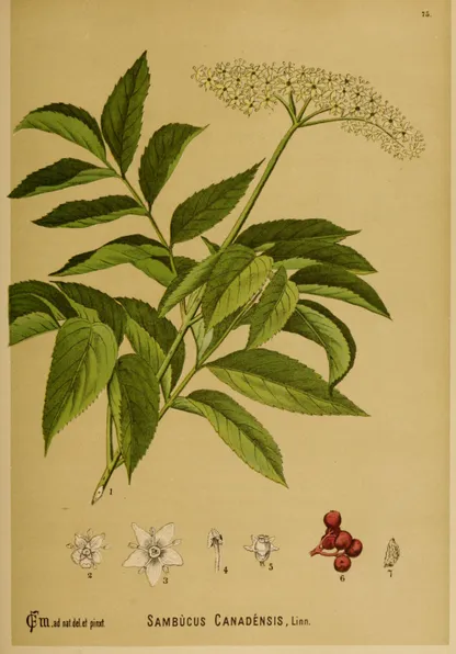 Elderberry (Sambucus canadensis), historical botanical illustration