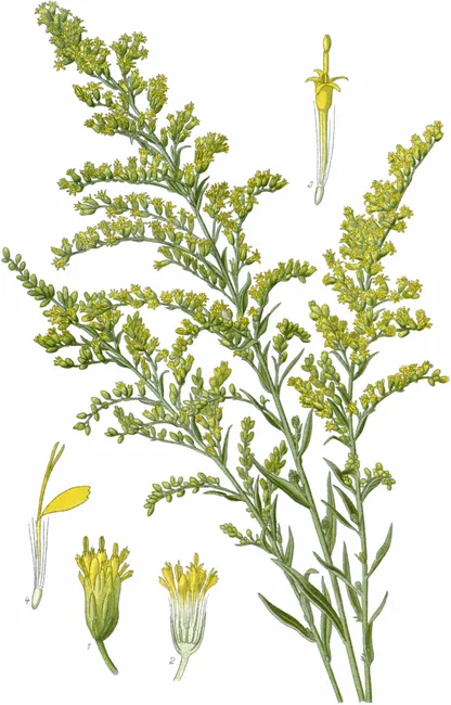 Goldenrod (Solidago spp.), historical botanical illustration