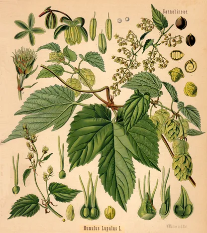Hops (Humulus lupulus), historical botanical illustration