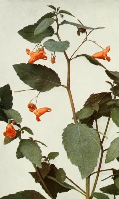 Jewelweed (Impatiens capensis), historical botanical illustration