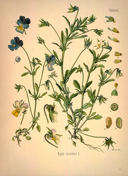 Heartsease (Viola tricolor), historical botanical illustration