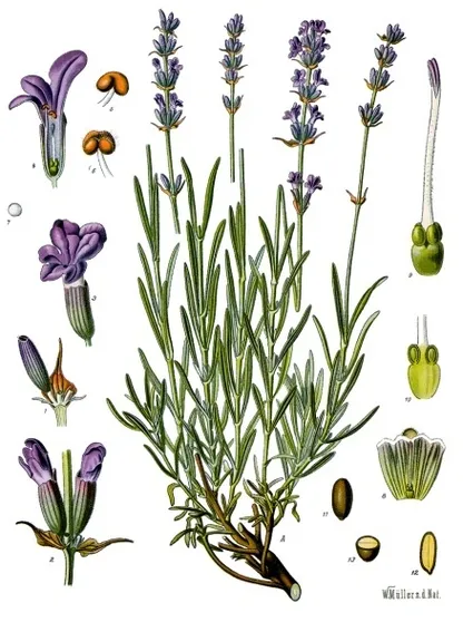 Lavender (Lavandula angustifolia), historical botanical illustration