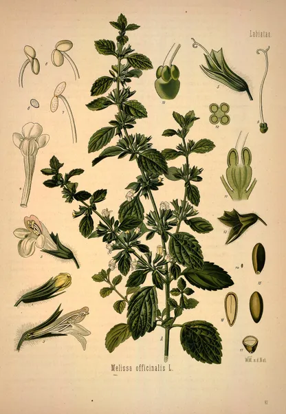 Lemon Balm (Melissa officinalis), historical botanical illustration