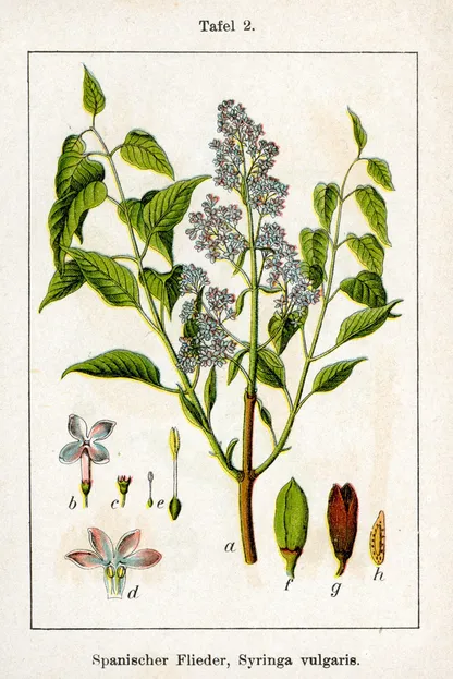 Lilac (Syringa vulgaris), historical botanical illustration