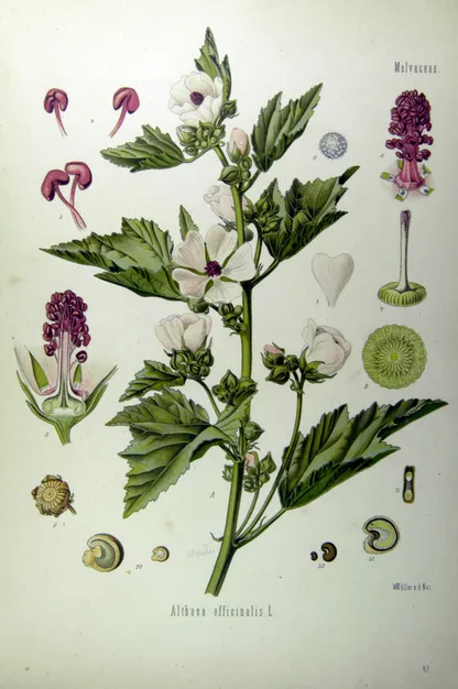 Marshmallow (Althaea officinalis), historical botanical illustration