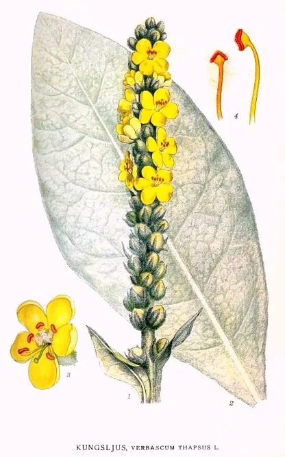 Mullein (Verbascum thapsus), historical botanical illustration