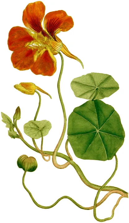 Nasturtium (Tropaeolum majus), historical botanical illustration