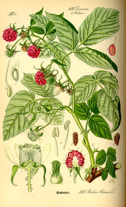 Raspberry (Rubus spp.), historical botanical illustration