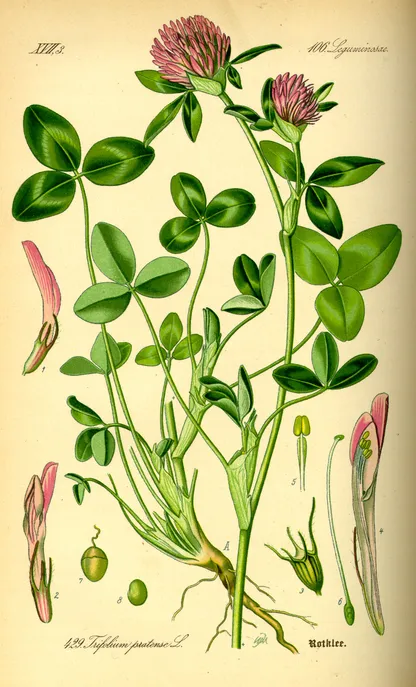 Red Clover (Trifolium pratense), historical botanical illustration
