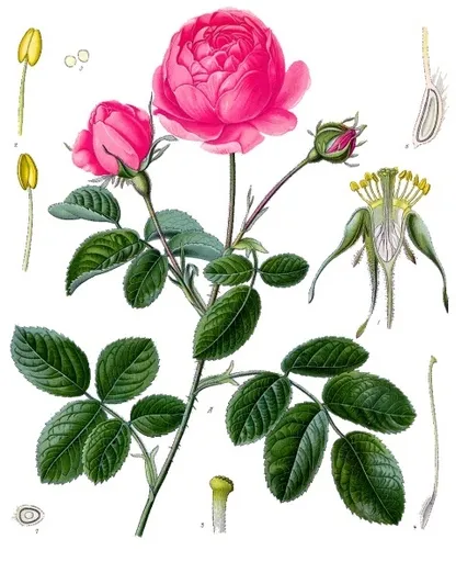 Rose (Rosa spp.), historical botanical illustration