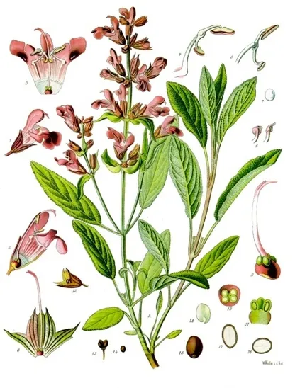 Sage (Salvia officinalis), historical botanical illustration
