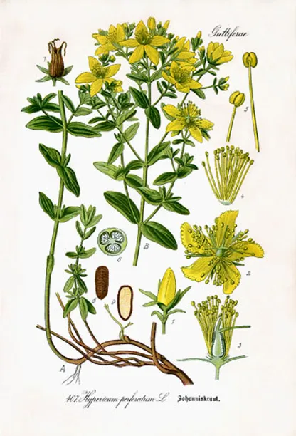 St. John's Wort (Hypericum perforatum), historical botanical illustration