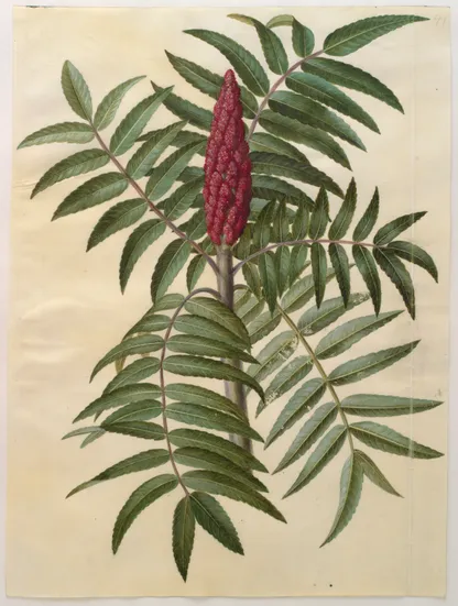 Sumac (Rhus typhina), historical botanical illustration