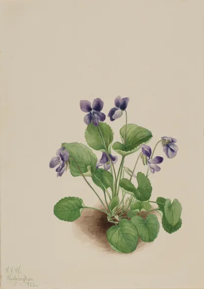 Violet (Viola spp.), historical botanical illustration