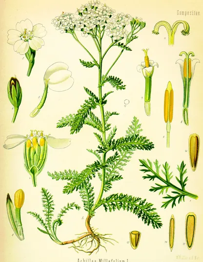 Yarrow (Achillea millefolium), historical botanical illustration